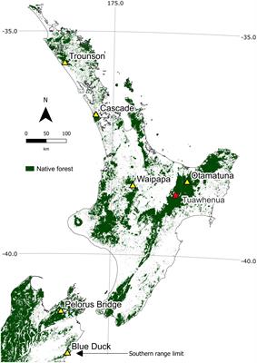 Global change explains reduced seeding in a widespread New Zealand tree: indigenous Tūhoe knowledge informs mechanistic analysis